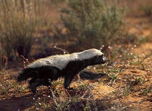 A young honey badger cub; Used with permission by Keith and Colleen Begg